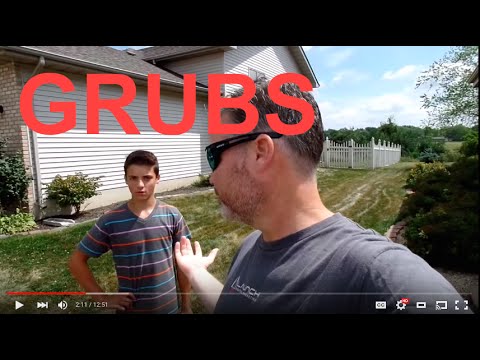 How To Get Rid Of Grub Worms In The Lawn How To Get Rid Of Grub Worms In The Lawn