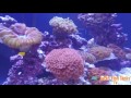 jack s fish tanks macna 2016 tanks