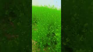 Kon kon jata he subha hangne #nature short video viral