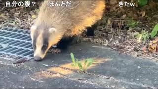 キャンプ中に可愛いアナグマに遭遇！