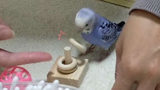 「輪投げ」よりも「輪外し」が得意なインコの碧くん🤣🐦💞【セキセイインコ】 Budgerigar Parakeet quoits