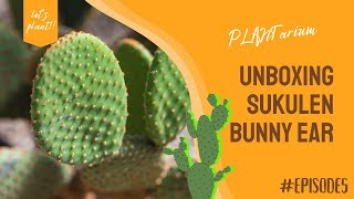 Unboxing Kaktus Opuntia Microdasys I Bunny Ear Cactus!!