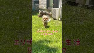 去勢手術後5日目の犬がこちら  #shorts #かわいい #トイプードル #ペット #おすすめ #cute #animals #pet #dog