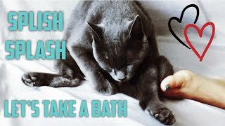 Splish Splash let's take a bath | Morgan The Grey Cat | @MyBestAnimalFriends