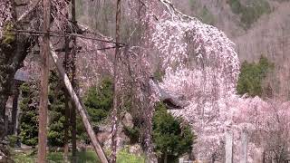 西光寺の枝垂れ桜