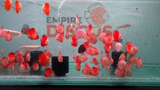 Empire Discus