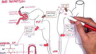 Nephrology - Physiology Reabsorption and Secretion