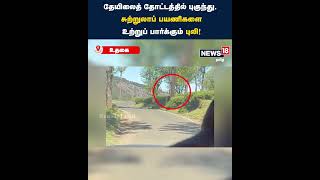 #TigerViralVideo | தேயிலை தோட்டத்தில் புகுந்து, சுற்றுலாப் பயணிகளை உற்றுப் பார்க்கும் புலி