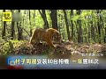 驚見頂級掠食動物！大陸東北虎復育有成 偵測相機一年拍到86次 【國際360】20250105@全球大視野global_vision