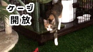 保護から１か月、初めてケージの外に出た元野良猫