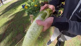 How to Harvest Luffa