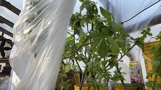 Moving tropical plants to the greenhouse and how to maintain the temperature in the greenhouse.