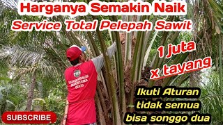 TIPS PELEPAH SAWIT Harus Cukup, JANGAN Over Pruning dan Pelepah Berlebih