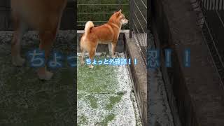 #柴犬　#お散歩  仲良く走り回る兄妹　#しばいぬ  #shorts