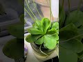 Hungry Girl - Pinguicula Emarginata - Butterwort - Carnivorous Plants #shorts