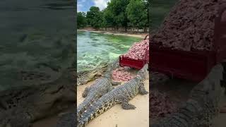 Amazing Crocodile Video ! Group of crocodiles at farm #crocodile #short65