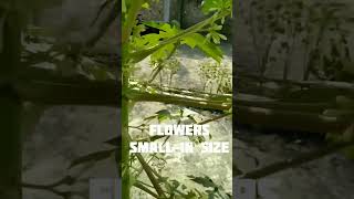 How To Indentify Male Papaya Tree #shorts