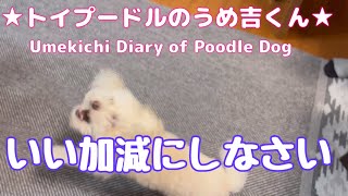 いい加減にしなさい ★トイプードルのうめ吉くん(1218日目)★Umekichi Diary of Poodle Dog