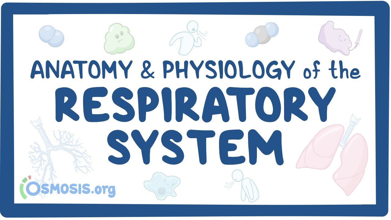 Respiratory System Anatomy & Physiology - YouTube