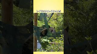 【レイモックとレイちゃん🐼】〜上野動物園〜