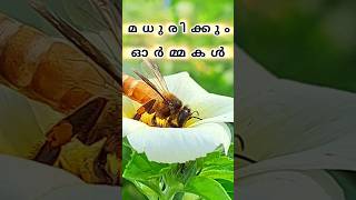 നിങ്ങൾക്കൊണ്ടോ ഇതുപോലുള്ള അനുഭവങ്ങൾ #shortsfeed #shortvideo #youtubeshorts # nostalgia