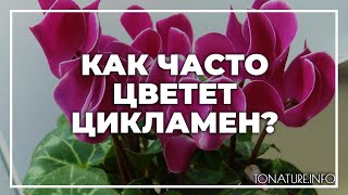 Как часто цветет цикламен? | toNature.Info