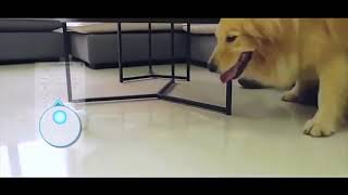 DAFMA™ - Interactive Dog Bone