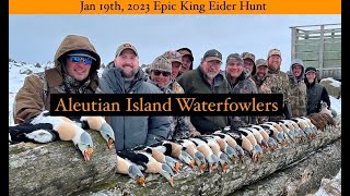 Epic King Eider hunt January,2023