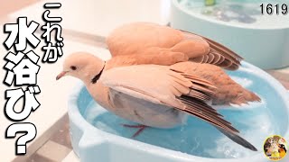 鳩の印象的すぎる水浴びがこちらですwww　Impressive bathing of pigeons #1619