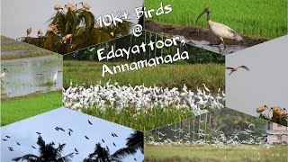 ആയിരക്കണക്കിന് പക്ഷികൾ ഉള്ള ഗ്രാമം Edayattoor Annamanada ! Migratory birds in Kerala !ദേശാടന പക്ഷികൾ