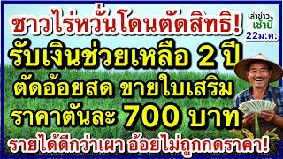 ชาวไร่หวั่นโดนตัดสิทธิ! รับเงินช่วยเหลือ 2 ปี แห่ตัดอ้อยสด ขายใบเสริม ราคาตันละ 700 บาท