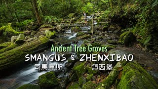 神木在司馬庫斯和鎮西堡！ - Ancient Tree Groves in SMANGUS and ZHENXIBAO！