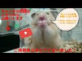 巣づくり職人 その後 ハムスターの巣作り hamster bedding kenaf☆english subtitles ハムスター キンクマ