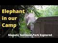 We Were Sleeping When This Happened… Elephant Walks Straight Into Our Camp!