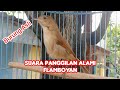 Suara Alami Flamboyan Betina Memanggil Jantan