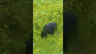 乗鞍岳を下山中に野生のクマ発見！！！