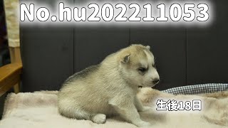 シベリアンハスキーの子犬販売 子犬No.hu202211053 静岡県浜松市のブリーダー 2022年11月5日生 11月23日現在