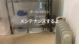 【ボールパイソン】メンテナンスするよ【飼育9日目】