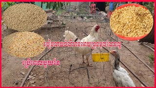 របៀបលាយចំណីមាន់អោយទ្រូងមូលណែនល្អ🐓🐓