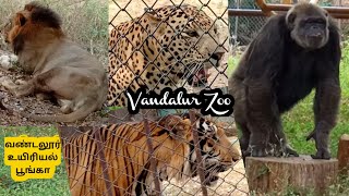 Vandalur Zoo 2024|வண்டலூர் உயிரியல் பூங்கா|Places to visit in Chennai|Tourist Places in chennai #zoo