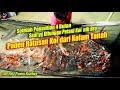 🔴 Panen 600 ekor Koi Dari Kolam Tanah | Budidaya Ikan Koi di AR Koi Farm Kudus