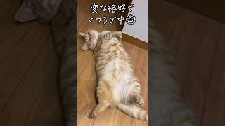 へそ天でゴロゴロする短足猫がかわいい！#cat #マンチカン #猫かわいい