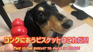 犬用コングに最適なビスケットはこれだ！KONGの簡単長持ちな餌の使い方!