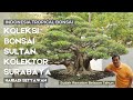 Sebagian Koleksi Bonsai Ratusan Juta milik Kolektor Senior,Pak Hariadi Setyawan