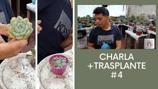 TRASPLANTE - PLATICA #4 DEL AÑO