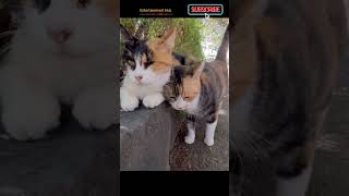 ഇനി ഒരു വിശ്രമം ആകാം അല്ലേ....|| cutest cat || #cutestcats #trending #animallover #shorts