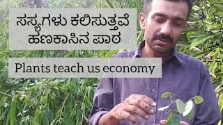 Plants teach us economy | ಸಸ್ಯಗಳು ಕಲಿಸುತ್ತವೆ ಹಣಕಾಸಿನ ಪಾಠ