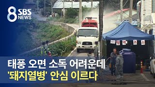 태풍 오면 소독 어려운데…'돼지열병' 안심 이르다 / SBS