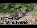 猫に「赤ちゃんが欲しい」と言ったら、猫が言った「叶えてあげる。その代わり..」【猫の不思議な話】【総集編】