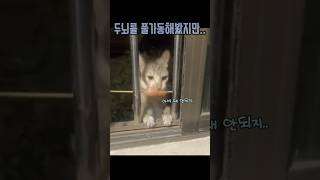 끼어버린 고양이 대참사  😂🐱 | 귀여움 폭발